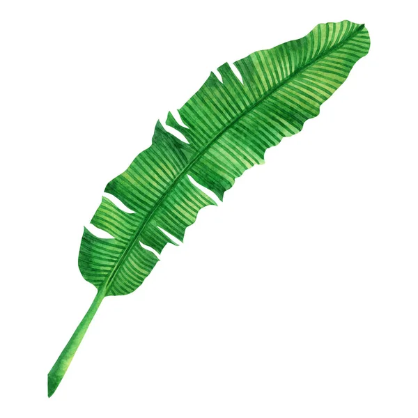 Beyaz arka planda izole edilmiş suluboya yeşil yapraklar. Suluboya el boyası çizimi palmiye, muz izli tropikal yaprak duvar kâğıdı klasik Hawaii tarzı desen. Kesme yolu ile.