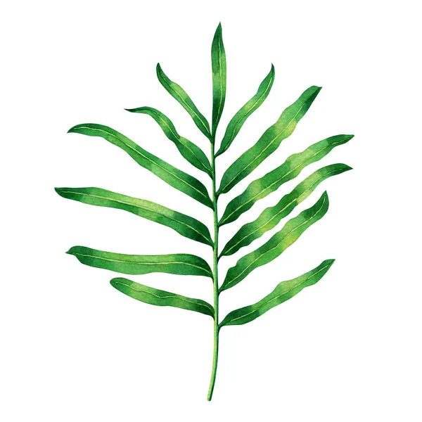 Watercolor Painting Fern Green Leaf Palm Leaf Isolated White Background — стокове фото