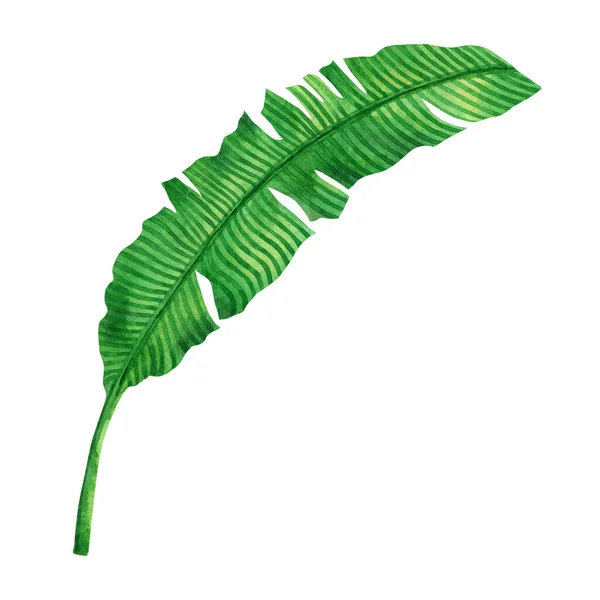 Watercolor painting green leaves isolated on white background.Watercolor hand painted illustration palm,banana leave tropical exotic leaf for wallpaper vintage Hawaii style pattern.With clipping path