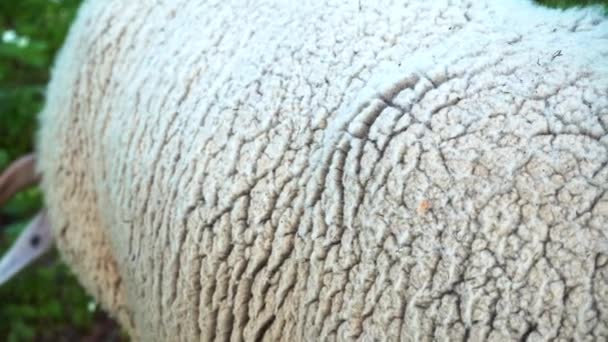 Macro Shot Of Sheeps Fleece In Manali, Himachal Pradesh, India - da vicino — Video Stock
