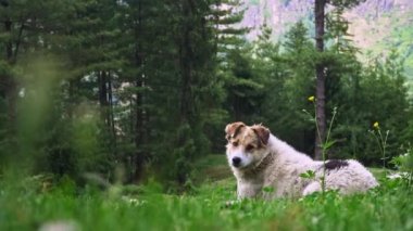 Beyaz bir Himalaya köpeği doğal bir çevre ortamında eğleniyor. 