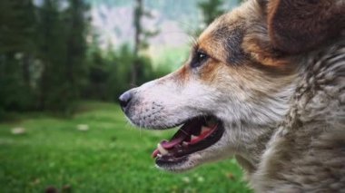 Beyaz Himalayalı köpeklerin yüz ifadesini yakından çek.