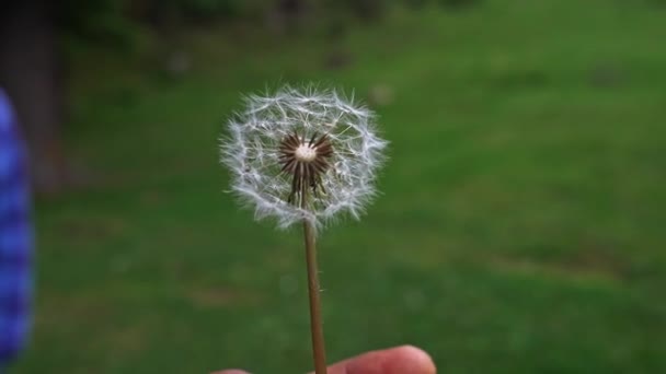 Selektive Fokusaufnahme von Pusteblume, der von einem Mann geblasen wird — Stockvideo