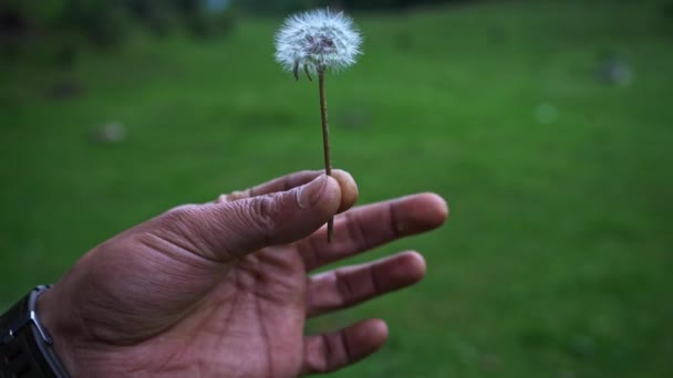 Selektive Fokusaufnahme von Pusteblume, der von einem Mann geblasen wird — Stockvideo