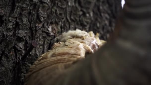Крупным планом застрелен козлиный рог, висящий на дереве по традиции — стоковое видео