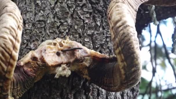 Detailní záběr natočil kozí roh zavěšený na stromě jako tradice — Stock video