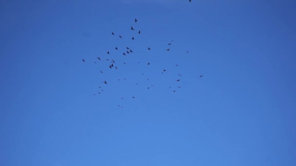 Vogelschwärme fliegen frei im blauen, sauberen Himmel von Spiti, Himachal Pradesh — Stockvideo