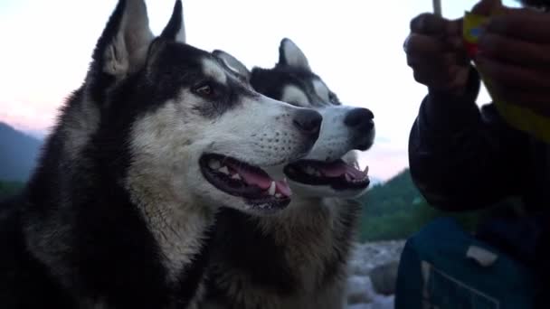 Two Hungry Siberian Huskies Looking And Sniffing On A Pack Of Food Held By A Man — Stock Video