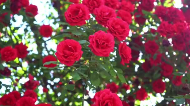 A bunch of bloomed red roses on a rose tree during a sunny day in manali , himachal pradesh - Close up , Sliding Shot — Stock Footage A bunch of bloomed red roses on a rose tree during a sunny day in manali , himachal pradesh - Close up , Sliding Shot Royalty Free Stock Footage