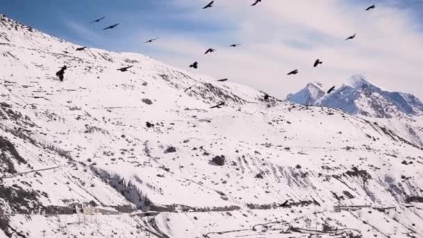 Стая птиц, свободно летающих в небе с заснеженными горами на заднем плане в Спити, Химачал-Прадеш — стоковое видео