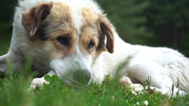 Selective focus ground perspective shot of a white himalayan dog in a natural environmental setting — Stock Video