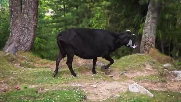 Tracking shot of a black Indian cow with horns running down the mountains — Stock Video