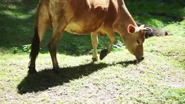 Una mucca indiana al pascolo lascia in una foresta — Video Stock