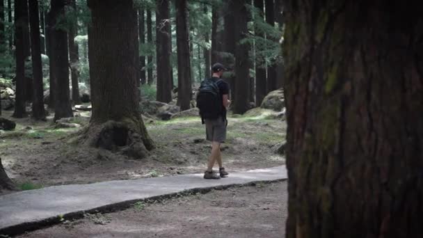 Nízký úhel záběr mladého Američana procházky v Manali příroda parku — Stock video
