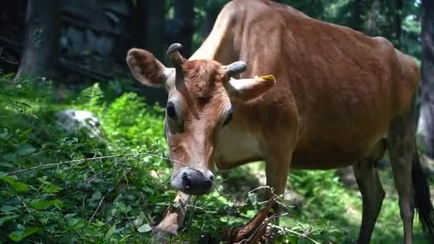 An Indian cow grazing leaves in a forest — Stock Video