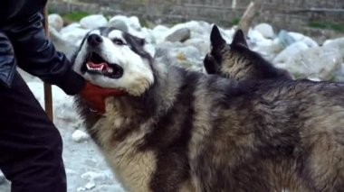 Çenesini kaşıyan ve şirin bir Husky 'yi okşayan bir adam. Husky bir insan tarafından okşanmaktan hoşlanıyor.