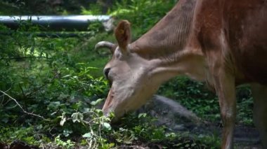 Hintli bir inek ormanda yapraklarını otlatıyor.
