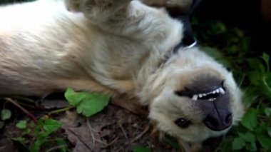 Yerde yatarken bir adamla oynayan sevimli, tüylü bir köpek. Yaklaş.