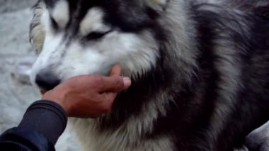 İki aç Sibirya köpeği, bir adam tarafından tutulan bir paket yiyeceği kokluyor ve arıyor. 