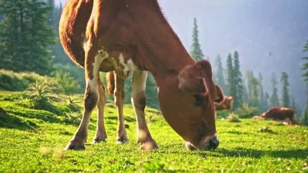 Mucche marroni domestiche che si nutrono e pascolano sul prato verde con il trekking Lamadugh in un giorno soleggiato - close up shot — Video Stock