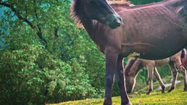 Bruna hästar som betar på den gröna betesmarken vid Himalayabergen - medelstora skott — Stockvideo