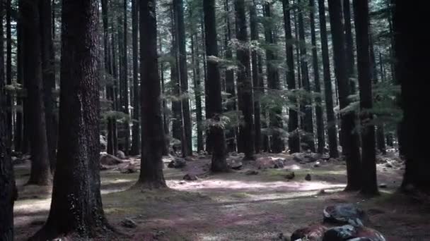 Un continuo paseo lateral de árboles altos en un denso bosque — Vídeos de Stock