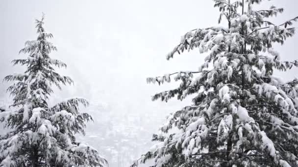 Incline o tiro de uma árvore sempre verde coberta de neve durante os invernos — Vídeo de Stock