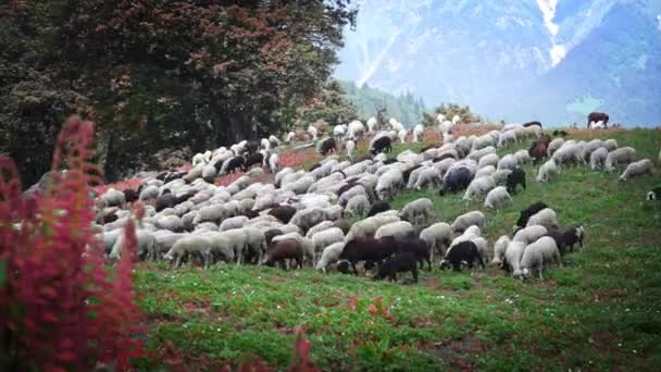 Stado owiec idących w dół górskiego wzgórza i żywiących się zieloną trawą — Wideo stockowe