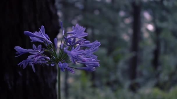 Stabil lövés egy lila virág lengett lágyan a természet Manali, Himachal Pradesh, India — Stock videók