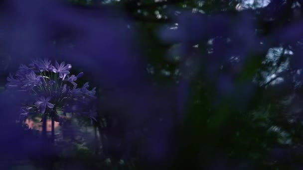 Bir bahçede mor çiçeklere düşen benek güneş ışığı, Sol Pan, Manali, Himachal, Hindistan — Stok video