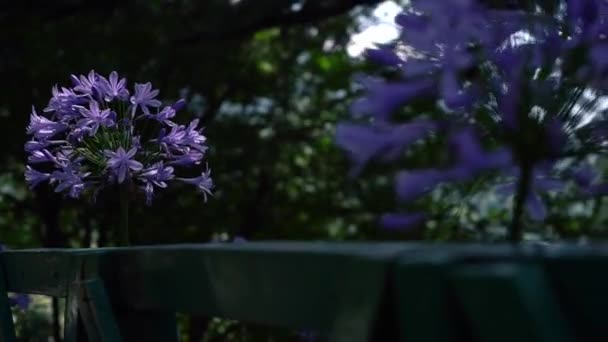 Spot Sunlight falling on purple flowers in a garden, Right Pan, Manali, Himachal, India — стоковое видео