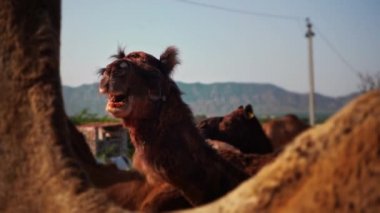 Impkar, Hindistan 'da mavi bir gökyüzünün altında deve çiğnerken çekilen sinematik ağır çekim. Gözetleme Perspektifi 