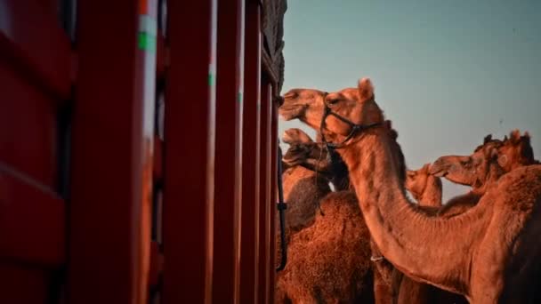 Kijkend naar boven van onder schot van een kameel tijdens pushkar kameel beurs — Stockvideo