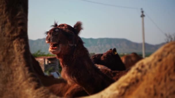 Cinematic Slo-mo shot of camel chewing under a blue sky in pushkar, india . Peep-In Perspective — Stock Video