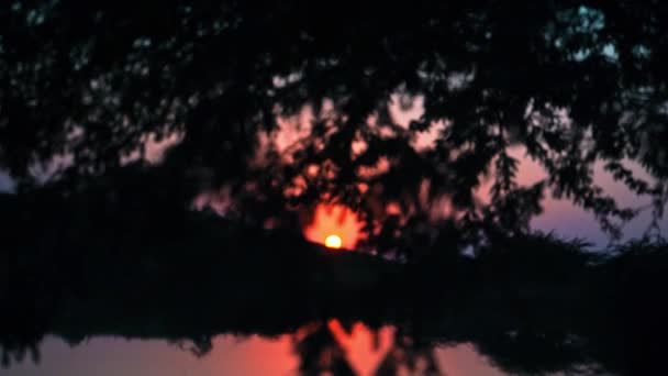 Rack Focus shot of sunset framed of Sun through tree branches in pushkar, india — стоковое видео