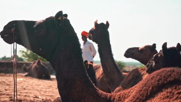 Slo-mo av kamel tugga med herdsman inramad i bakgrunden i pushkar, india — Stockvideo