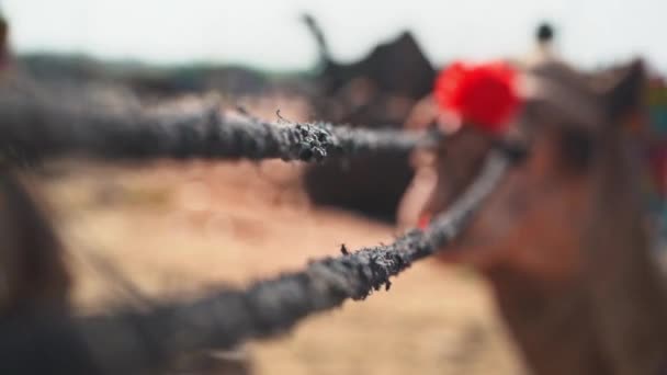 Cinematografische opname van een gedecoreerde kameel op pushkar kameel fair, india — Stockvideo