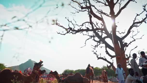 Interessant frame waarin het leven in pushkar met een droge mysterieuze boom tijdens pushkar kameel beurs — Stockvideo