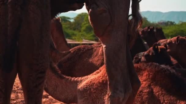 インドのラジャスタン州プシュカルで母ラクダのミルクを食べる新生児ラクダ — ストック動画