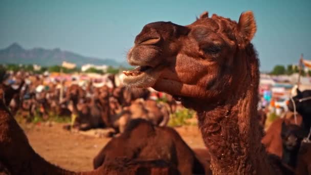 Slo-mo верблюдов жевания в pushkar, Индия, Meduim выстрел — стоковое видео