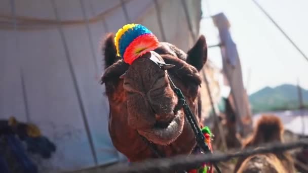 Detailní záběr zdobeného velblouda na veletrhu velbloudů Pushkar, Indie, Slo-Mo — Stock video
