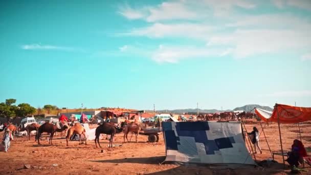 푸 시카르 낙타 시장, 블루 스카이, 카멜에서 있었던 푸시 카르의 긴 영화 촬영 — 비디오