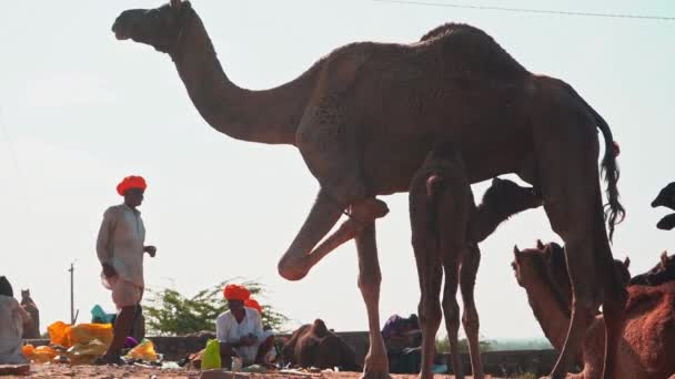 Редкие кадры, где мать-верблюд доит верблюжонка в Пушкаре, Раджастхане, Индии — стоковое видео