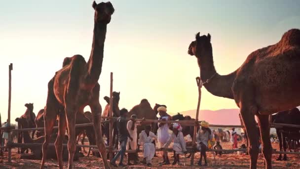 Fotografía cinematográfica del hombre de las manadas de camellos sentado en el chat en la feria de camellos de pushkar — Vídeos de Stock