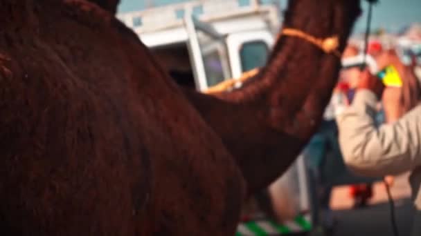 Backshot av Camel herdsman tar sin kamel på pushkar kamel fair — Stockvideo