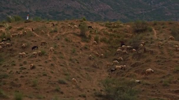 Kameran zoomar ut från man gå långt bort till flicka blötläggning vibben i Pushkar, Rajasthan, Indien — Stockvideo