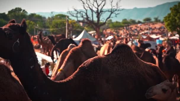 Filmreife Slo-mo-Aufnahme eines Kamels, das im Pushkar-Kamelboden kaut, Indien — Stockvideo