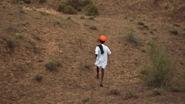 羊飼いはプシュカル、ラジャスタン州の農村部のインドの設定で彼の牛に向かって実行されます — ストック動画