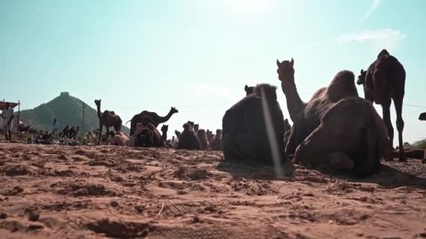 Kamerakannor från kameler till kamelherdar som står stolta över push kar mela, Indien — Stockvideo