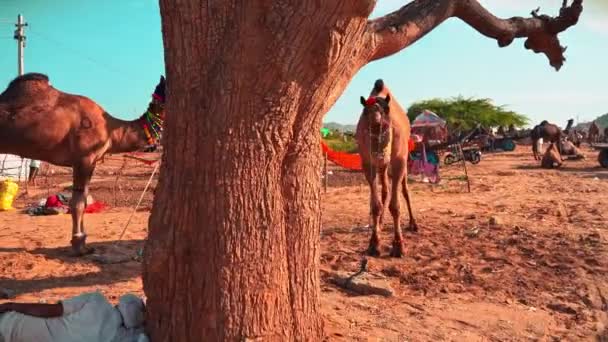 Un lungo scatto cinematografico continuo di terra pushkar durante la fiera cammello pushkar in mostra scene interessanti — Video Stock